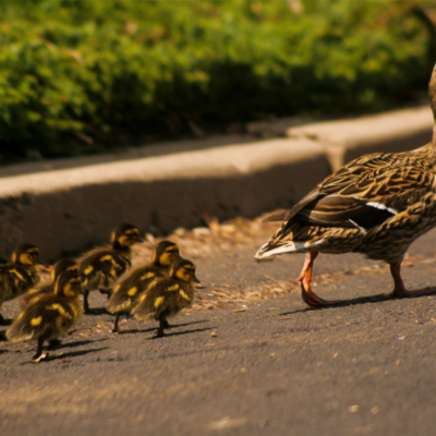 The Comparison Trap and a Duckling